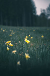 Close-up of yellow flowering plants on field