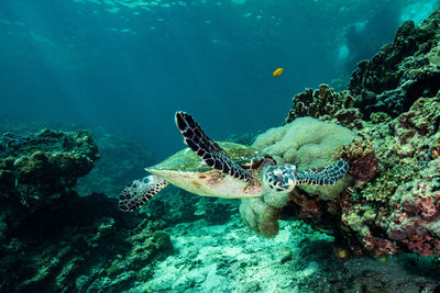 High angle view of fish swimming in sea