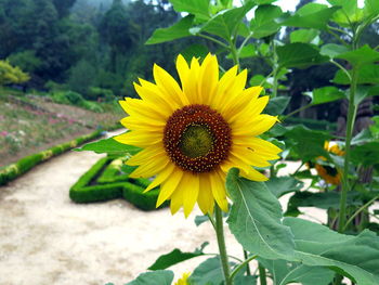 Close-up of sunflower