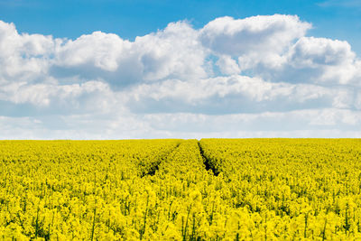 Scenic view of oilseed rape field against cloudy sky