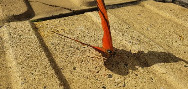 High angle view of lizard on sand