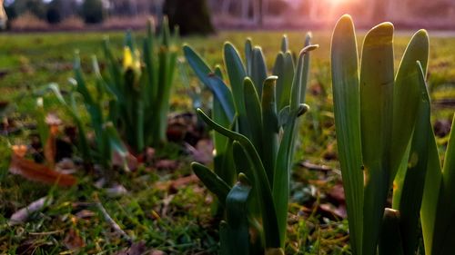 Close-up of flowering plant on field