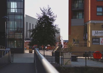 Trees in city against sky