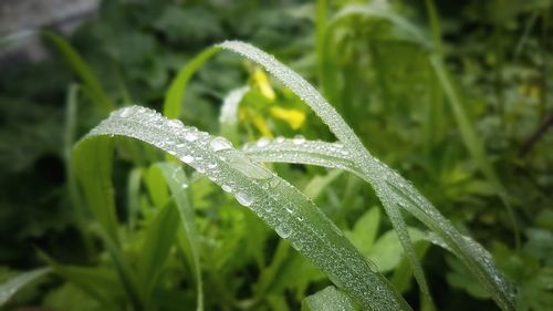 Close-up of wet plant