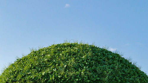 Low angle view of plants against clear blue sky