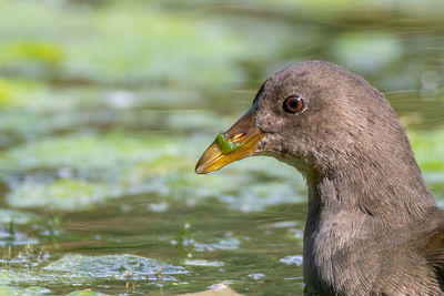 Close-up of duck swimming in lake