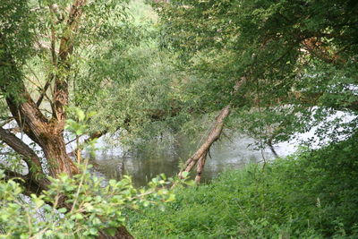 Scenic view of lake in forest