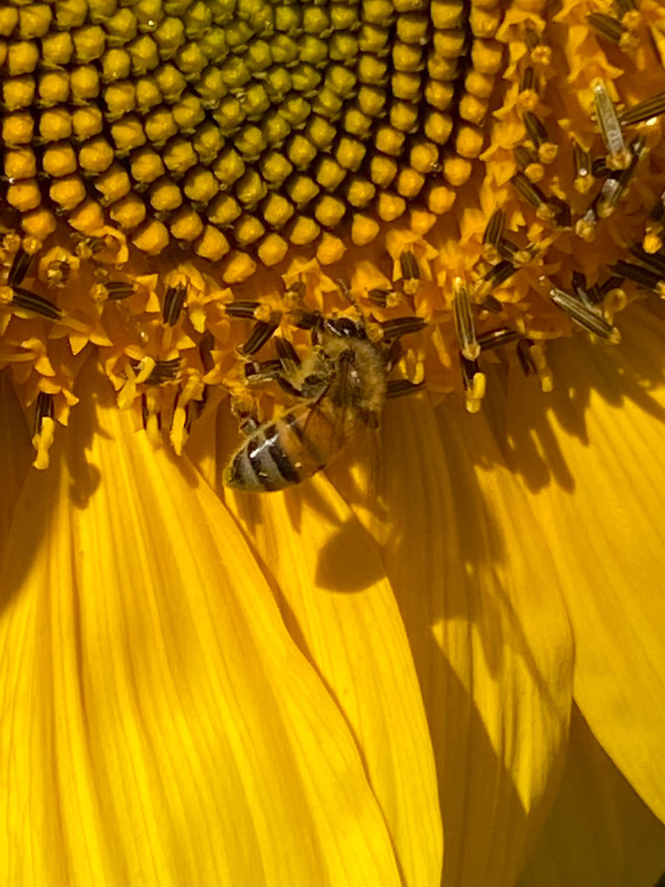 CLOSE-UP OF HONEY BEE ON SUNFLOWER