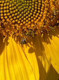 Close-up of bee pollinating on sunflower