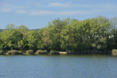 Scenic view of lake in forest against sky