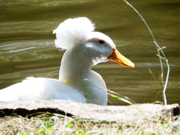 Close-up of swan swimming in lake