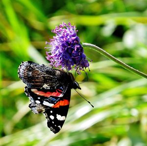 Close-up of butterfly pollinating on purple flower