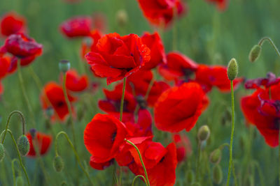 Close-up of red flowering plants on field