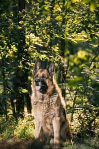 Portrait of a dog