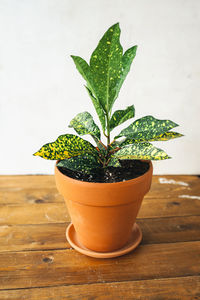 Greenhouse plants codieum with bright yellow spots in stylish clay pot on white background