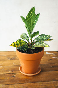 Close-up of potted plant on table