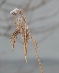 Close-up of plant against blurred background