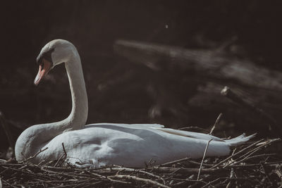 Close-up of swan in lake