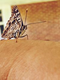 Close-up of insect on man