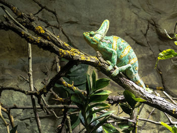 Close-up of chameleon on branch