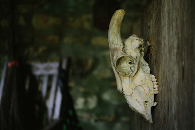 Close-up of animal skull