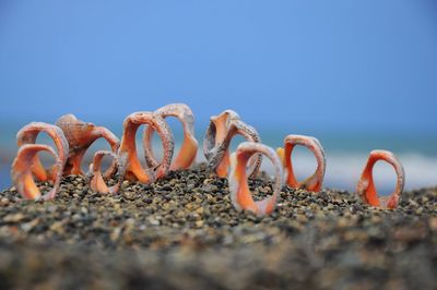 Close-up of text against clear blue sky