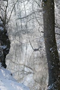 Bare trees in forest during winter