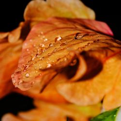 Close-up of water drops on rose