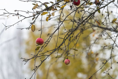 Close-up of berries growing on tree