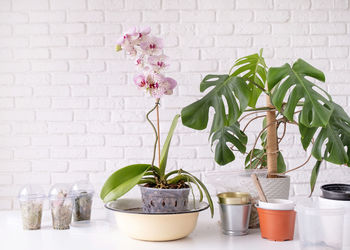 Close-up of potted plant on table