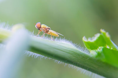 Close-up of insect on leaf