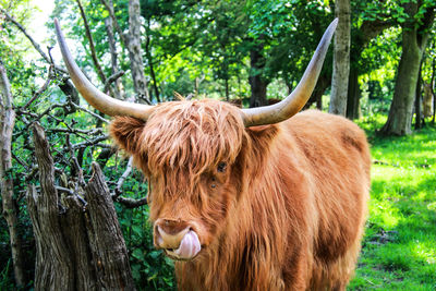 Horse in a farm