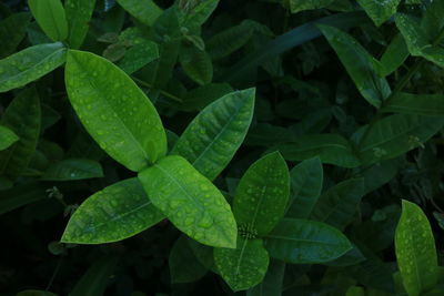 High angle view of raindrops on leaves