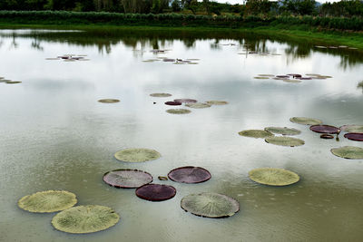 High angle view of water floating on lake