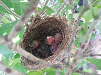 View of birds in nest