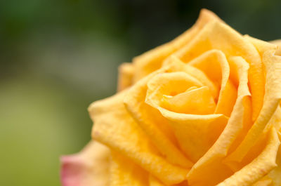 Close-up of yellow flower against blurred background