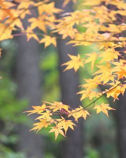 Close-up of maple leaves