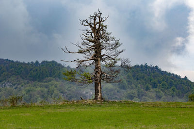 Tree on field against sky