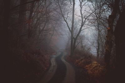 Road passing through forest