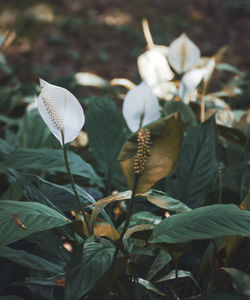 White anthurium flowers in a bush