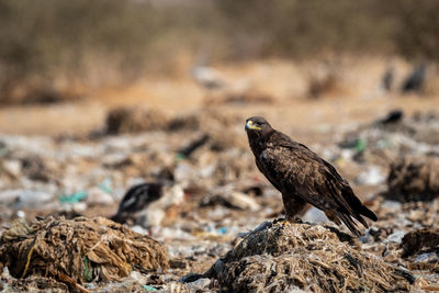 Close-up of a bird on rock