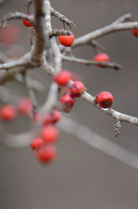 Close-up of berries growing on tree