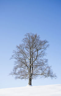 Bare tree against clear sky during winter