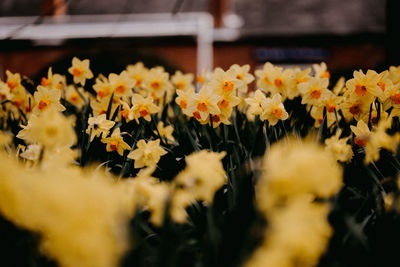 Close-up of yellow flowering plants