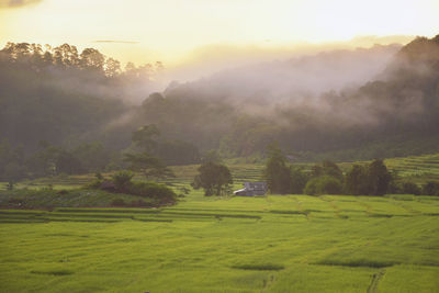 Scenic view of agricultural field against sky