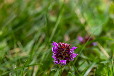 Close-up of purple crocus flowers on field