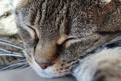 Close-up of cat sleeping