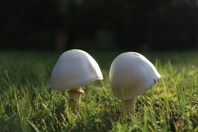 Close-up of mushroom growing on field