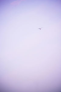 Low angle view of bird flying in sky