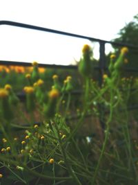 Close-up of fresh plants on field against clear sky